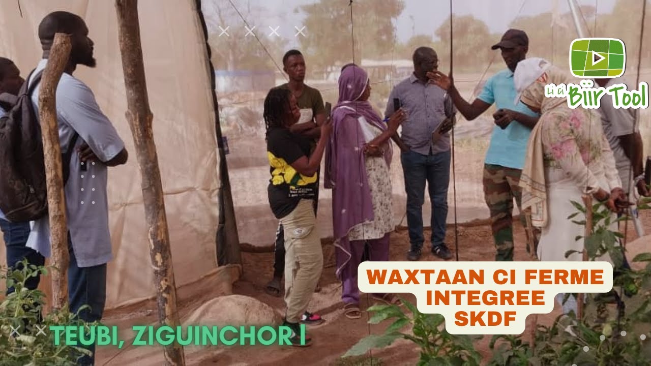 LI CI BI TOOL Waxtaan ci ferme intégrée SKDF