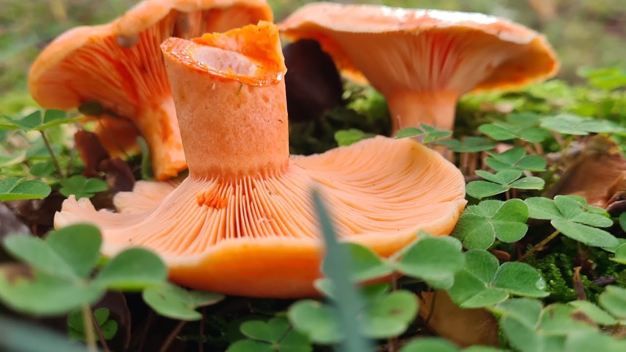 yağmurla gelen kanliça mantarı #mantaravı  #almanyadahayat   (Reizker pilze )