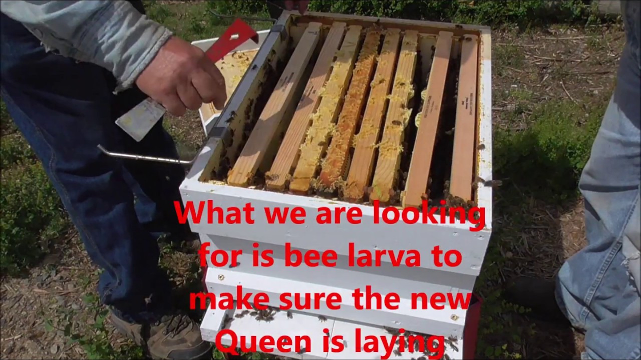 Splitting Our Bee Hive