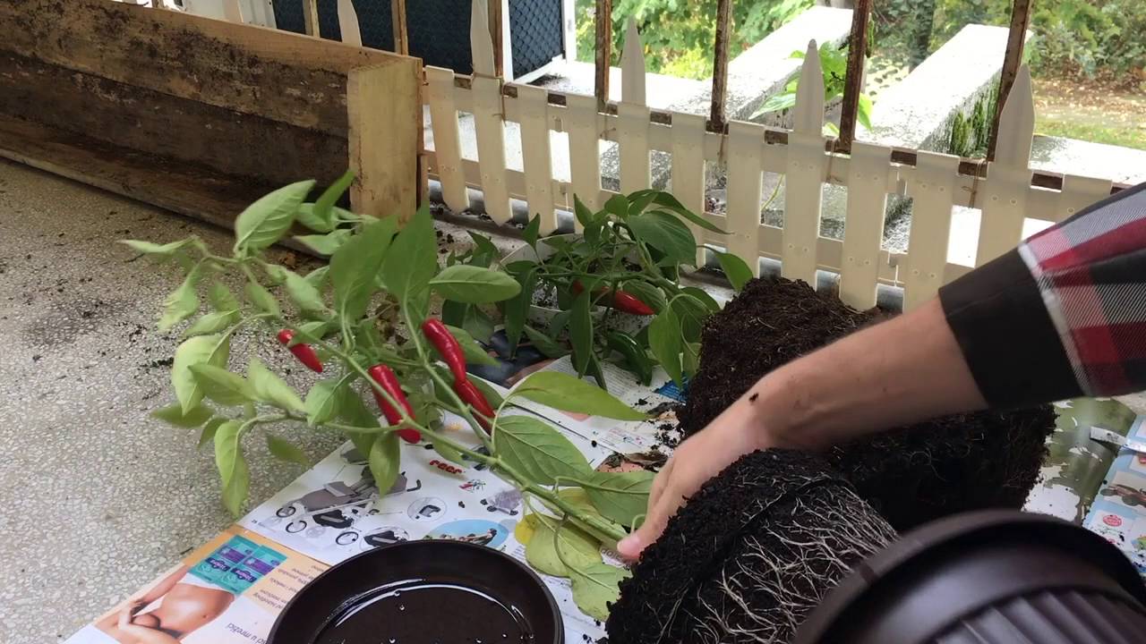 air pruning with results
