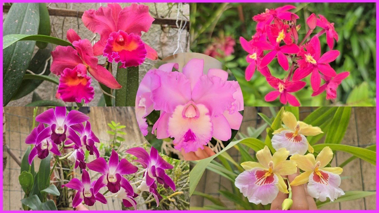 MUITAS ORQUÍDEAS LINDAS FLORINDO POR AQUI | FLORAÇÕES DE FEVEREIRO ☝️🥰🌸