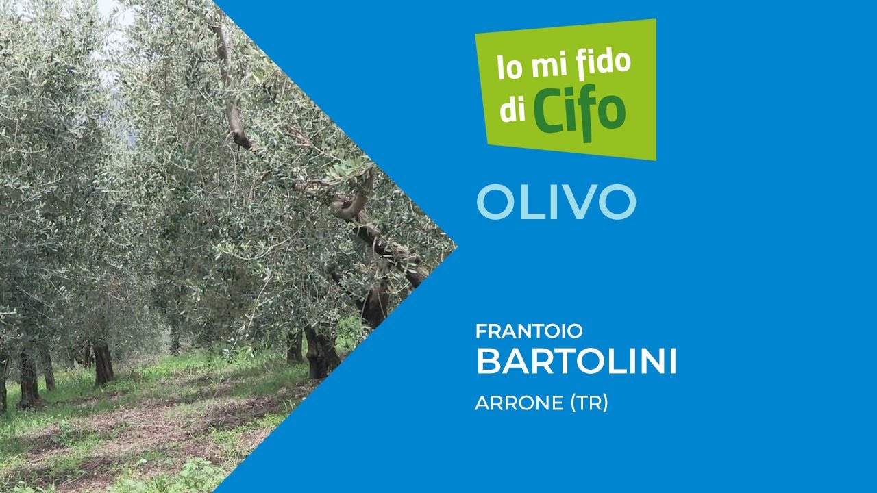 Biostimolanti in olivicoltura al servizio della qualità
