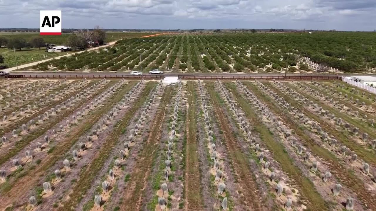 Florida's orange groves may soon be no more
