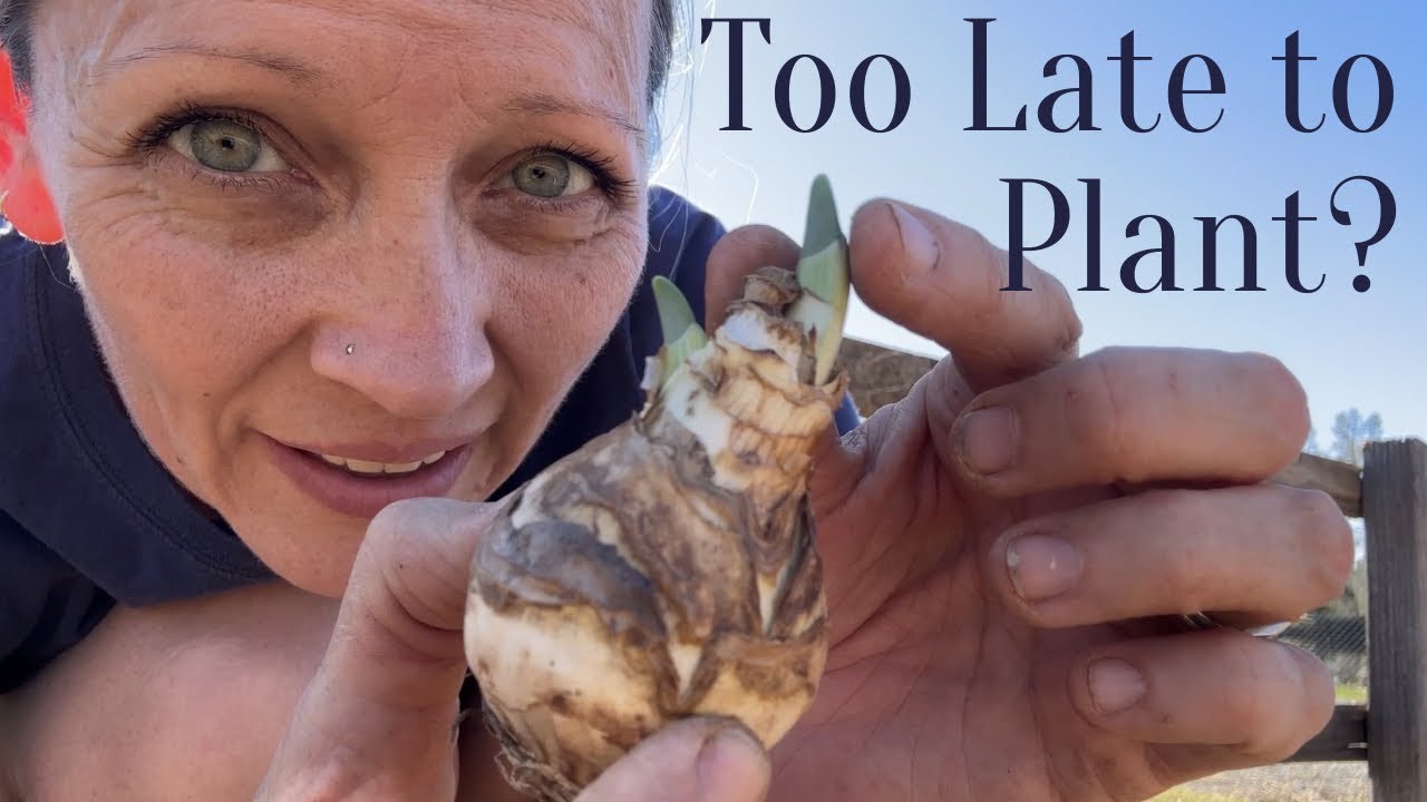 Planting Daffodils in February... Is it TOO LATE? VLOG