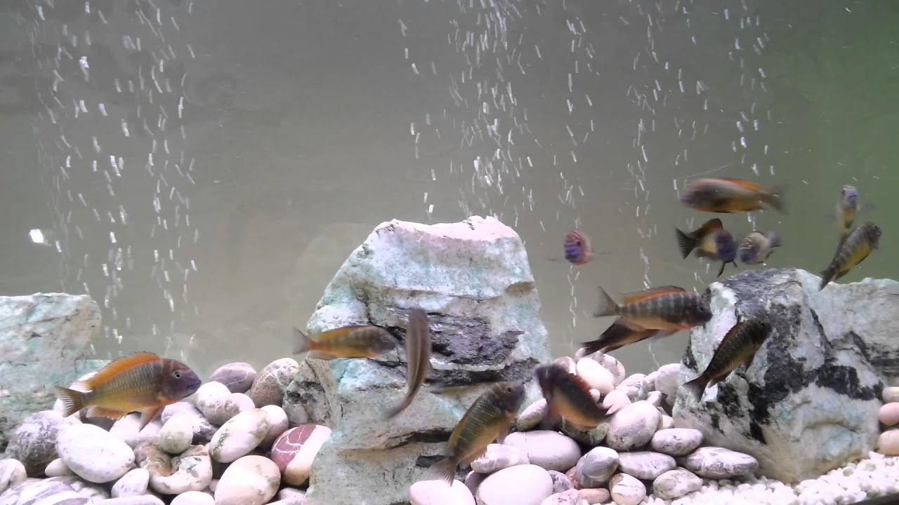 ilangi yellow real 2