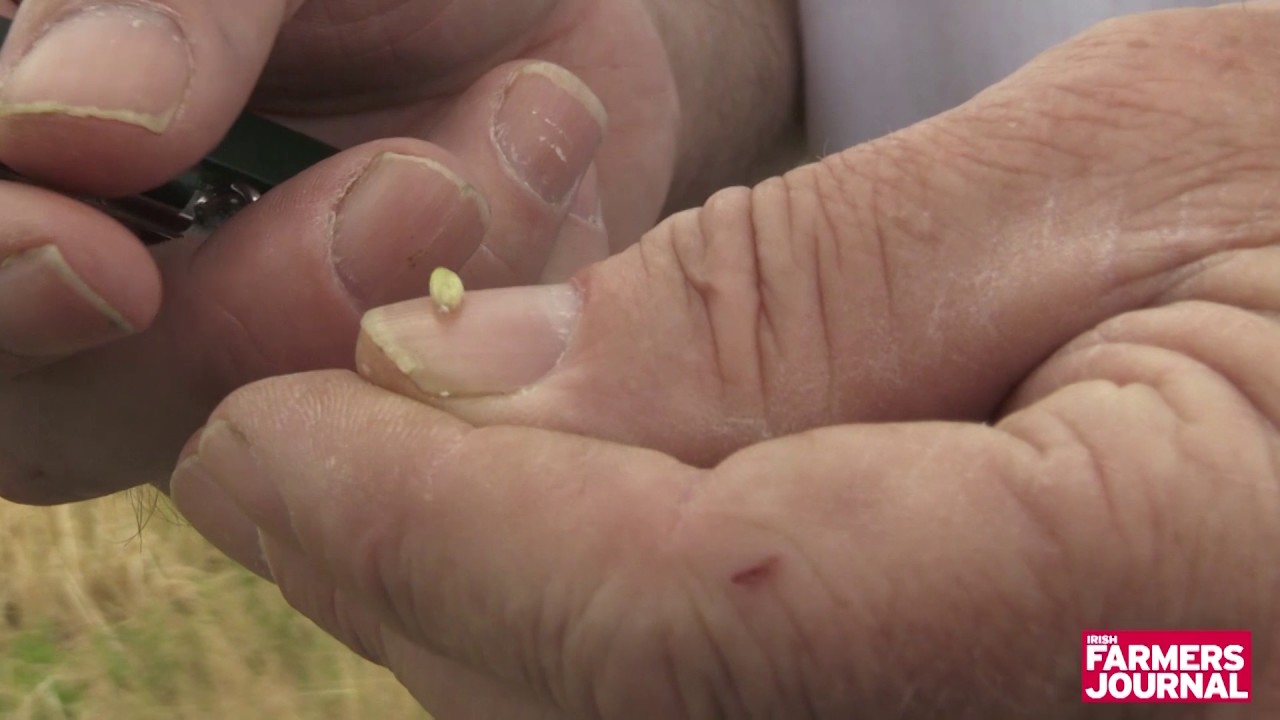 Andy in the fields: Wild oats