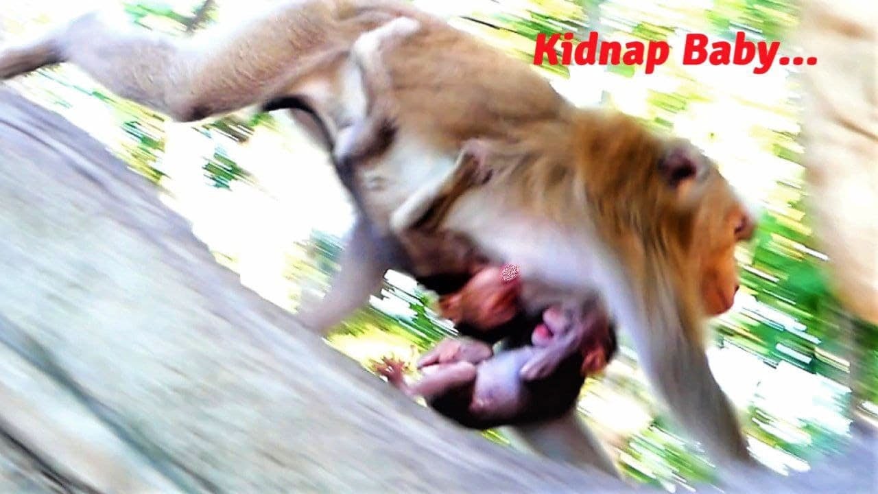 How Scary Of This Baby Monkey Is!, Old Mama Barry Rapidly Runs To Pick Up Bean From Joanna