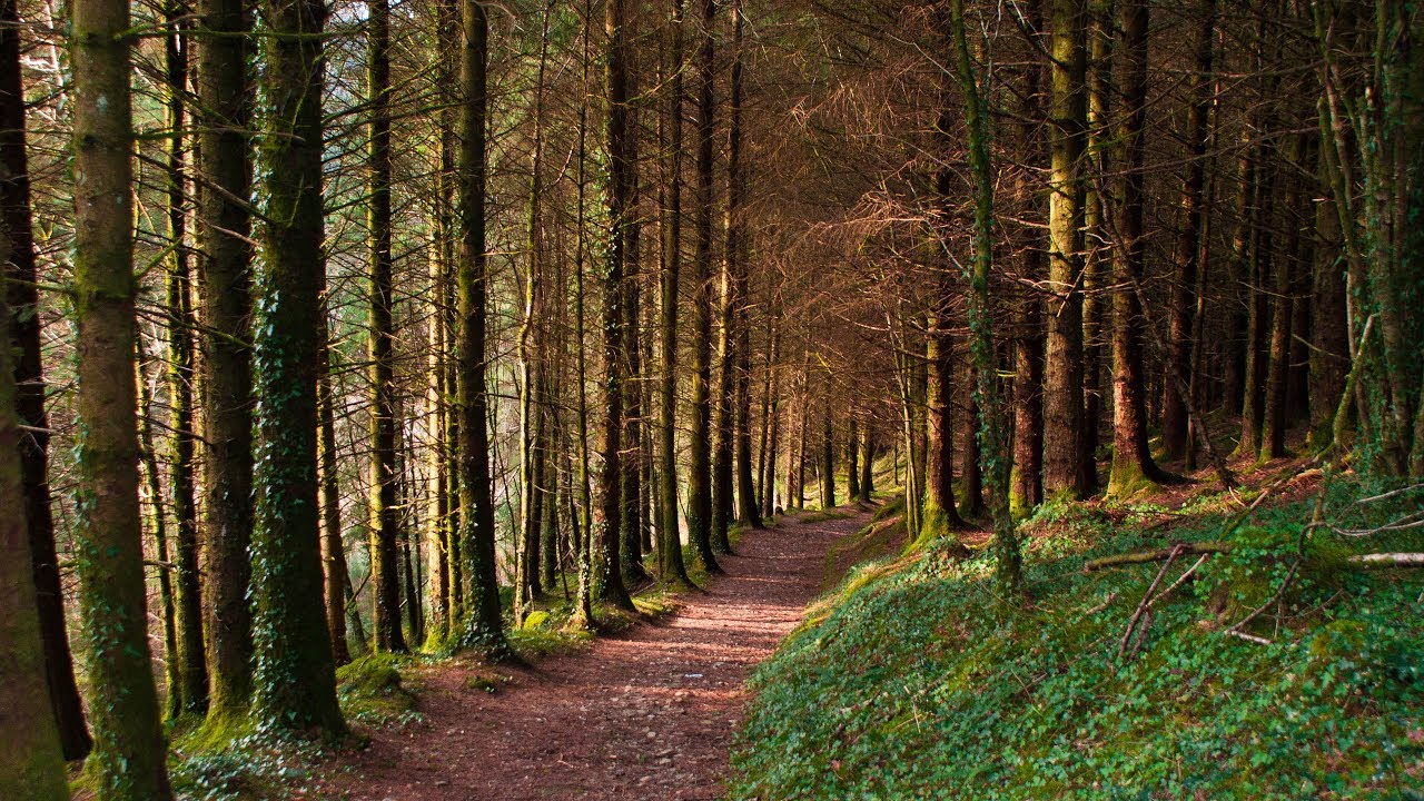 Brechfa Forest Carmarthenshire South Wales