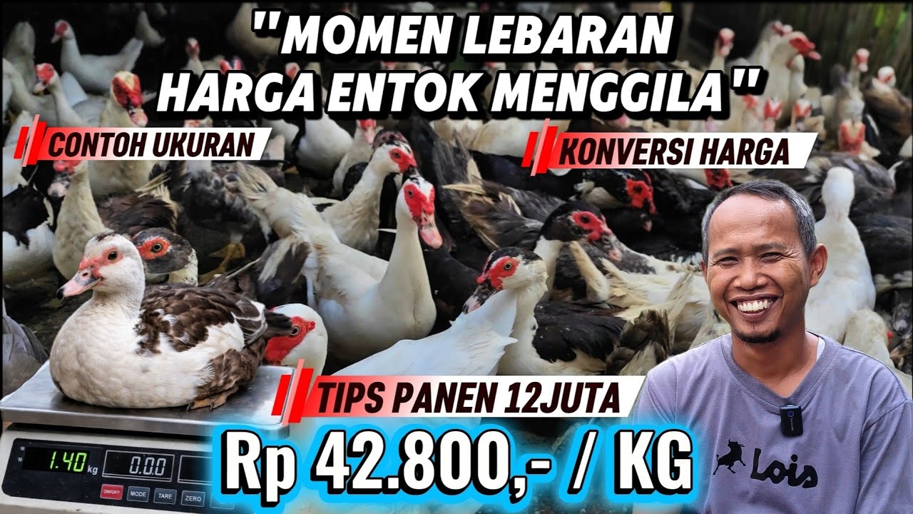 CUMA 100 EKOR❗ JELANG LEBARAN BISA TEMBUS 12 JUTA❤️❤️ #ramadanwithyoutube