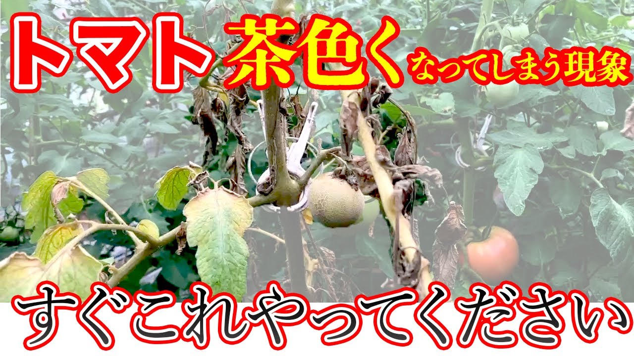 【トマト】枝や実が茶色になってしまう原因と対策、対処法