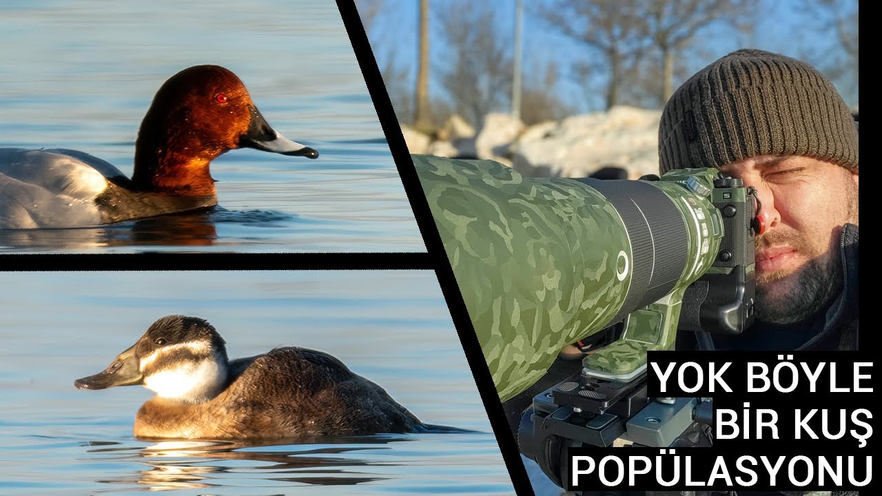 Yok Böyle Bir Kuş Popülasyonu | Kuş Fotoğrafçılığı | Fujifilm X-H2S ve Fujinon XF 150-600