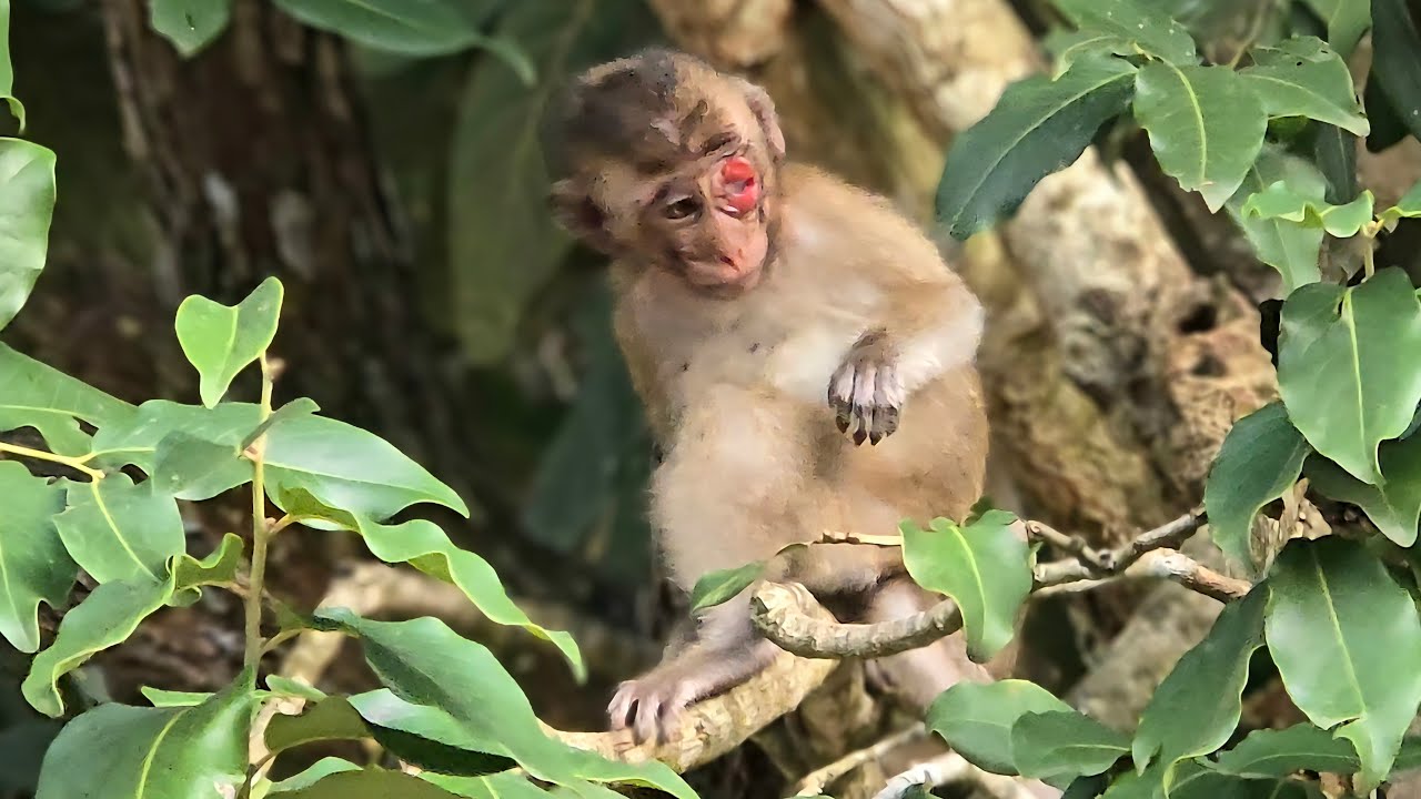 Unlucky little monkey
