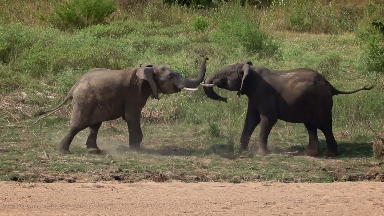 Young Elephant bulls having a play fight. Kruger National park