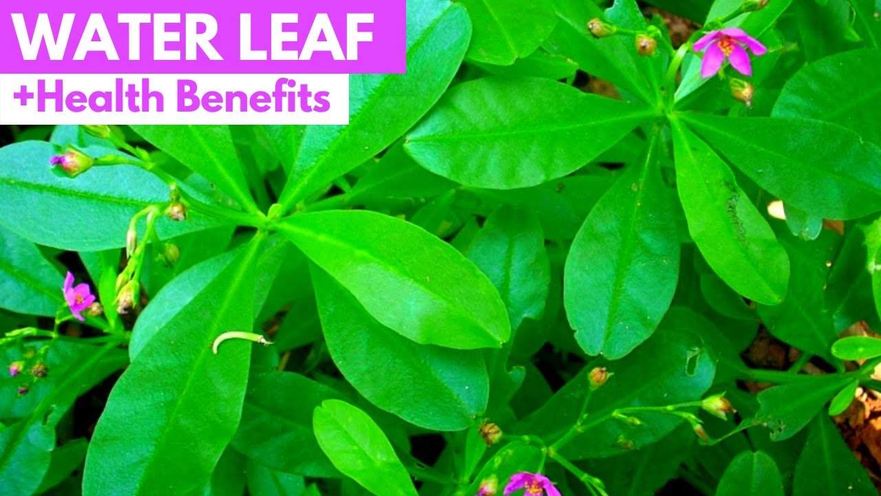 WATERLEAF | Как размножить Waterleaf | Портулак Суринамский, Talinum Triangulare, Jewel Of Opar, ...