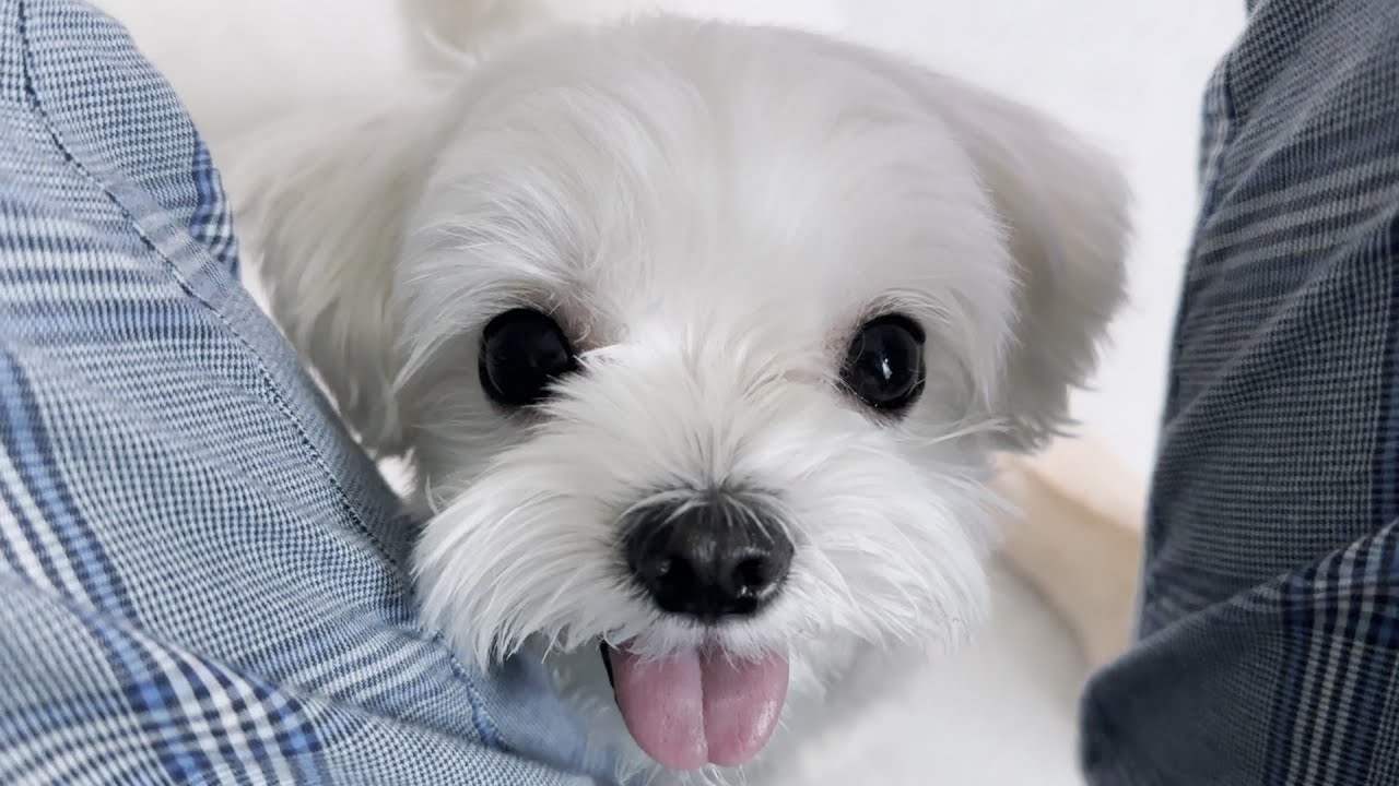 강아지를 강제로 재워야만 했던 이유