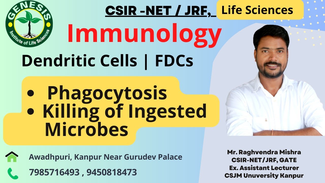 Dendritic Cells | FDCs | Phagocytosis | Killing of Ingested Microbes | Immunology | L-6