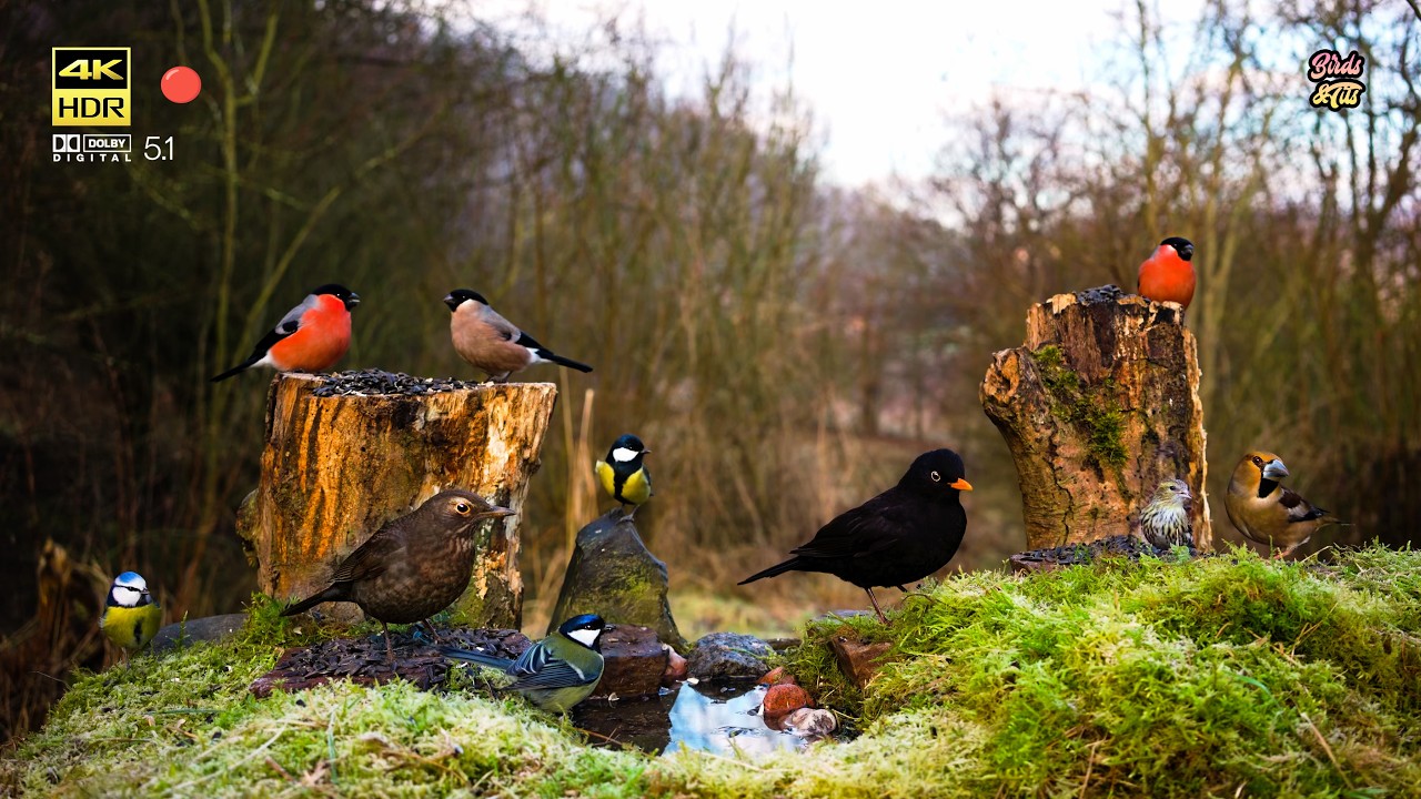 Frosty Sunrise, Sunny Day on Bird Feeder: 4K HDR CAT Entertainment #cattv #birdwatch007  #nature4k