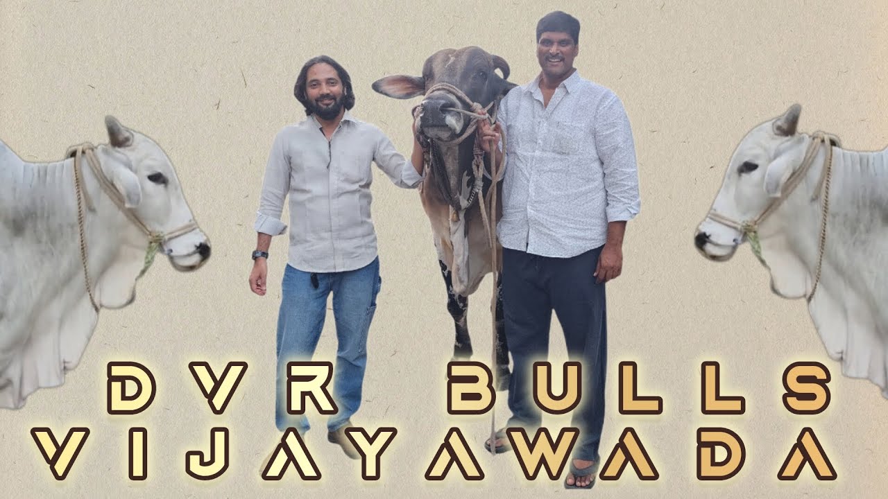 DVR BULLS VIJAYAWADA ONGOLE RACE BULLS