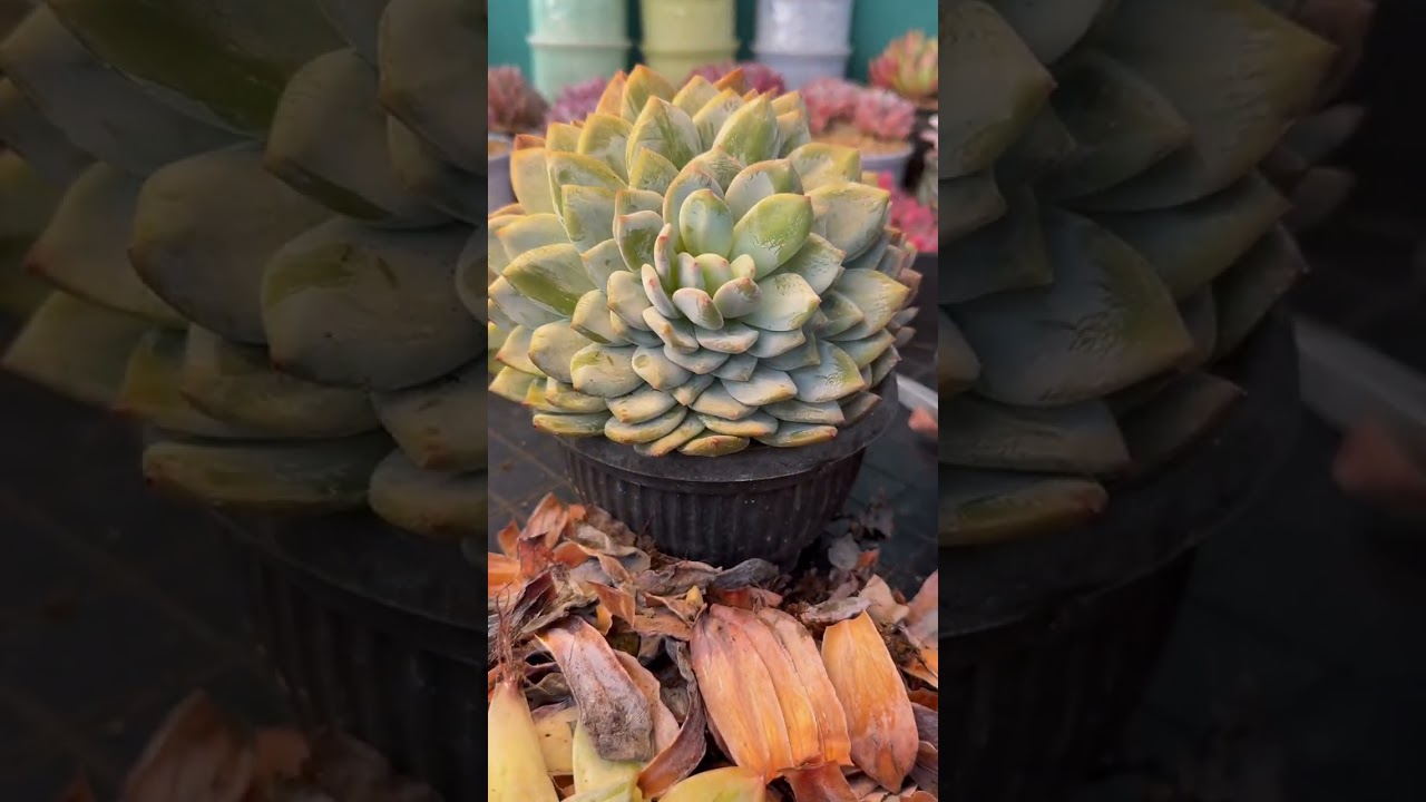 Why Your Succulents Keep Dying | Common Problems & Fixes