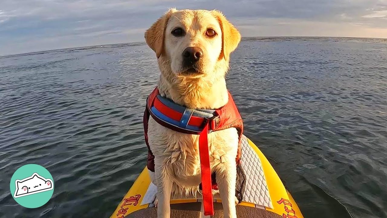 Dog Is Obsessed With Waves After Man Took Her Surfing | Cuddle Dogs