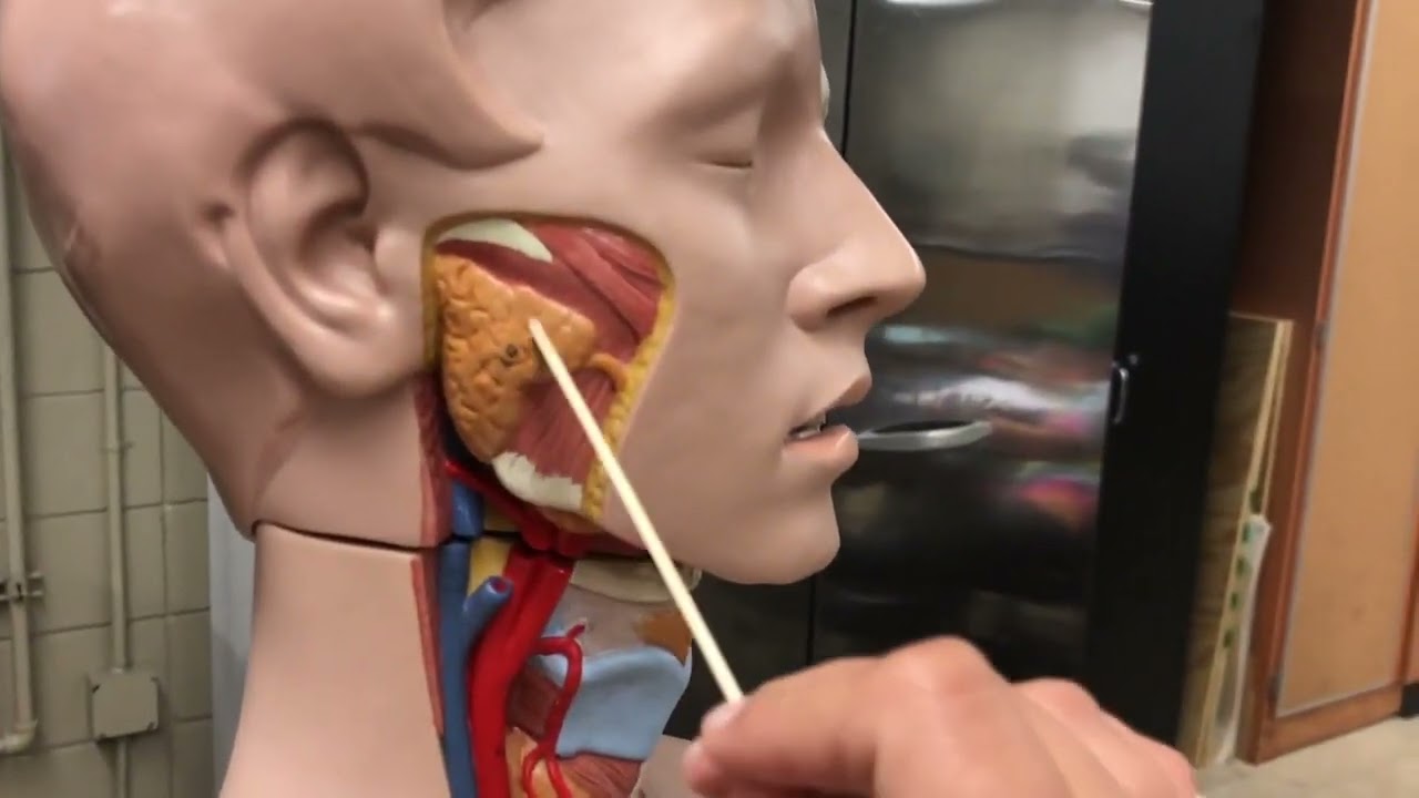 Human Oral Cavity & Neck Models