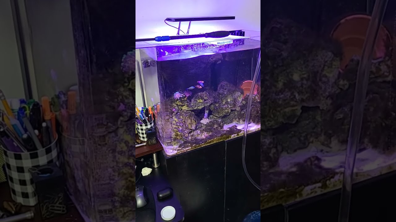 Reef Tank Makeover – part 1 live