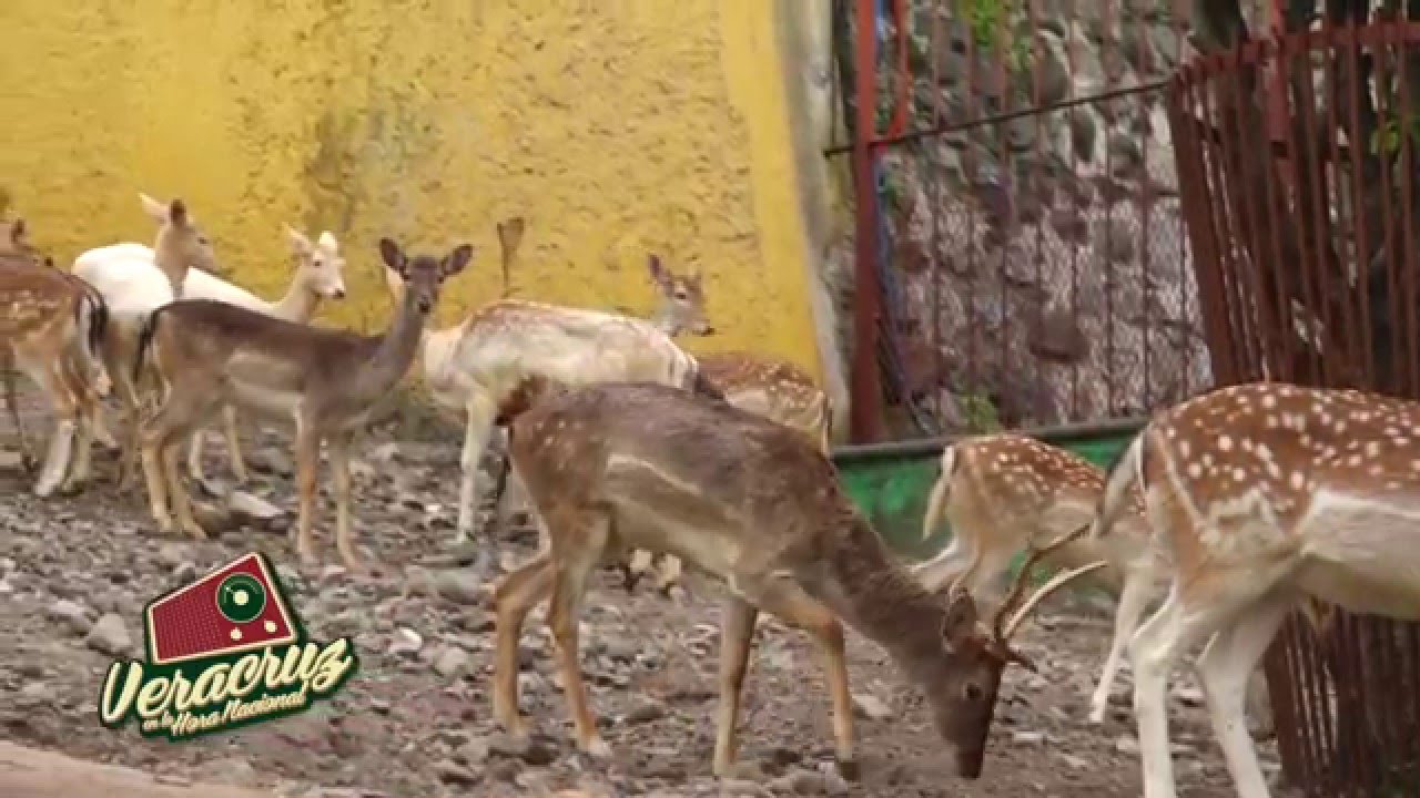 Reserva animal Orizaba, Veracruz