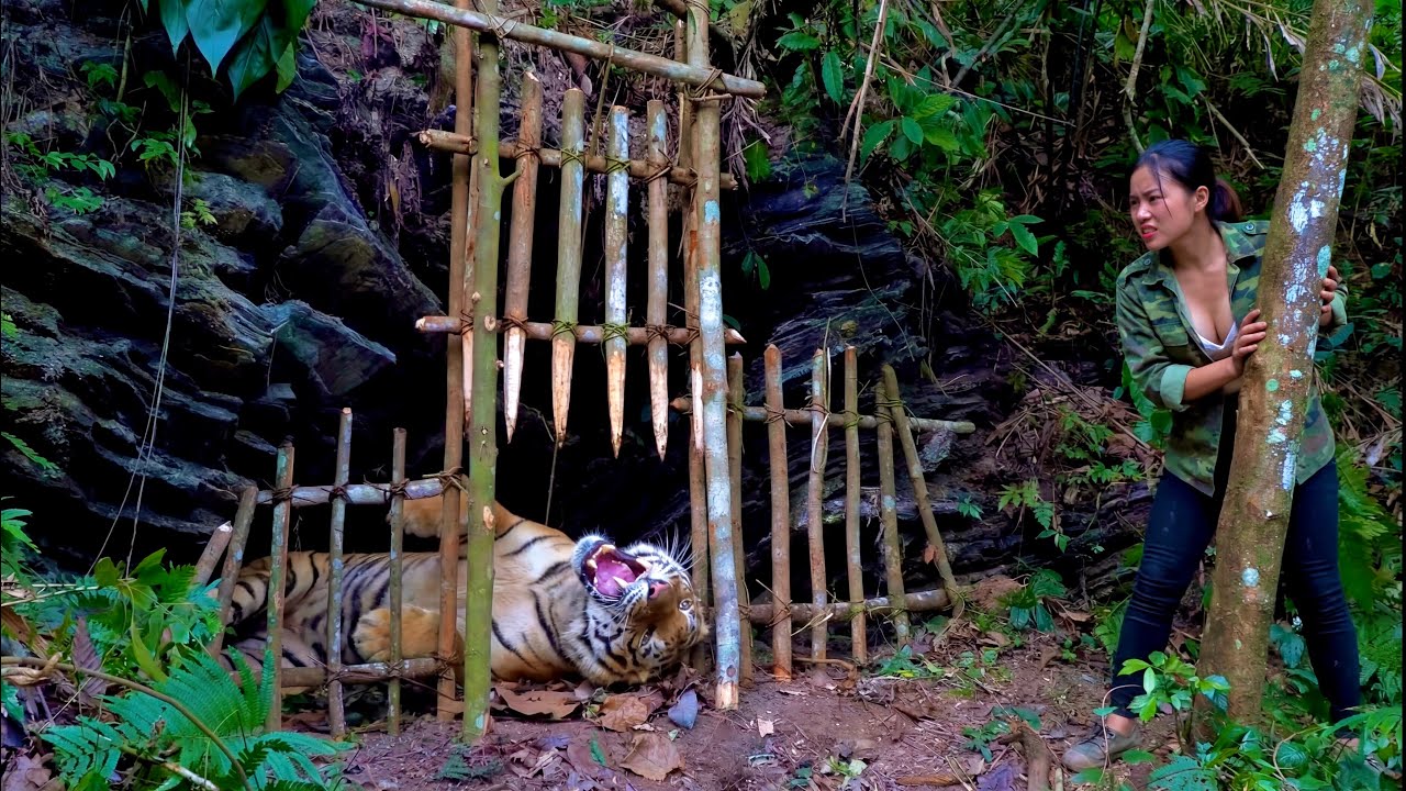 100 Days to Survive: Quickly craft a handmade wooden trap that can be effective in catching a tiger.