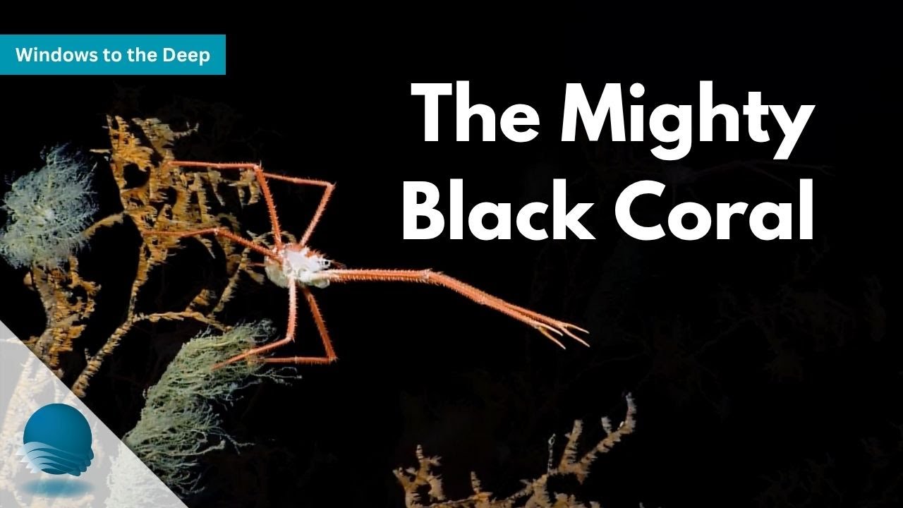 Windows to the Deep: The Mighty Black Coral