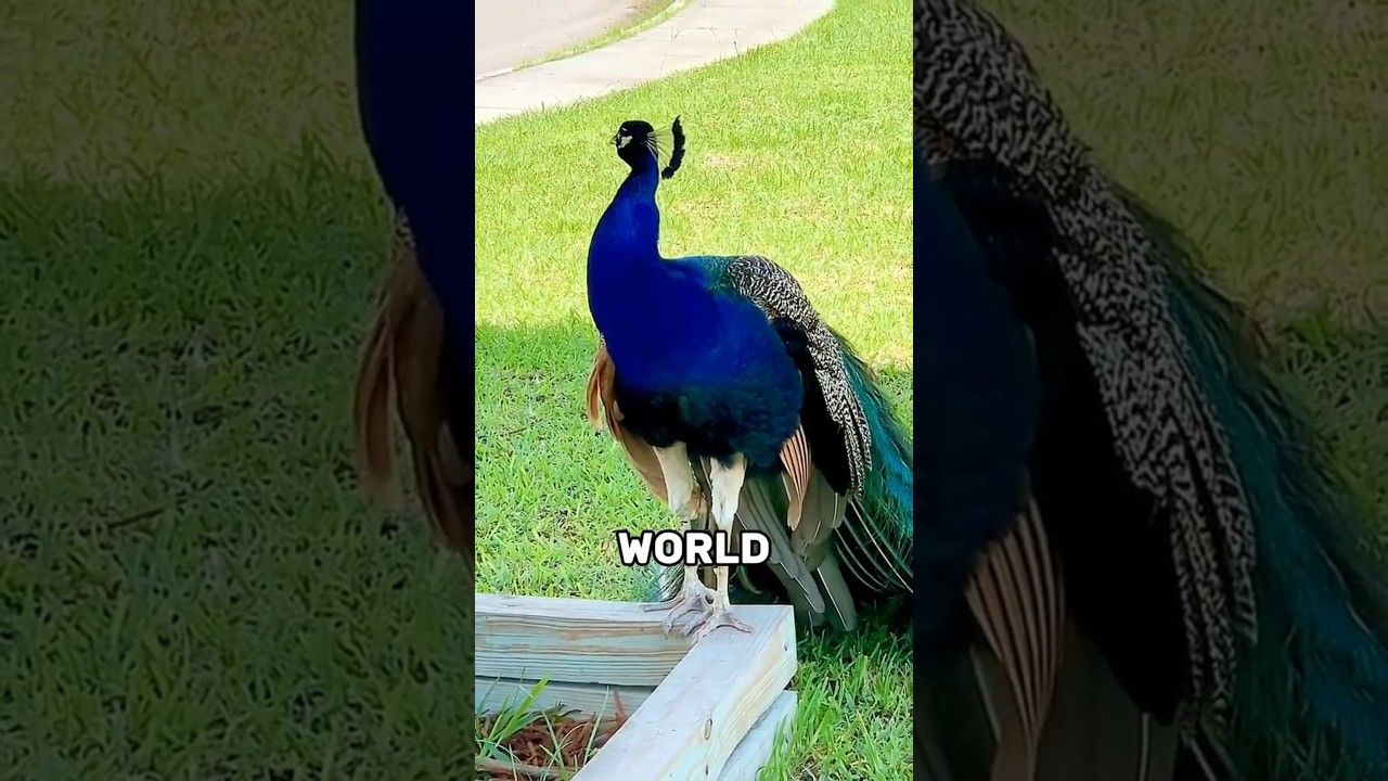 Top 3 Most Beautiful Peacocks You&rsquo;ve NEVER Seen Before!