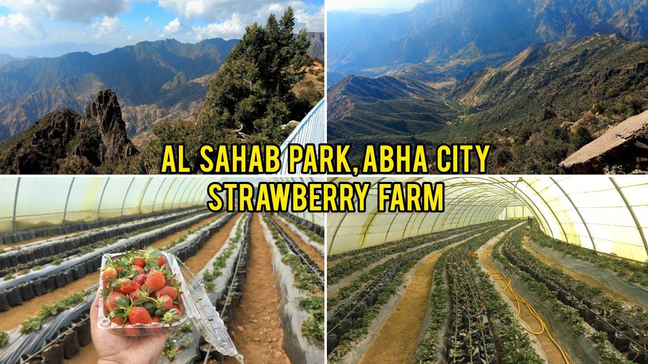 Al-Sahab Park and Strawberry Farm - Abha City, Saudi Arabia  