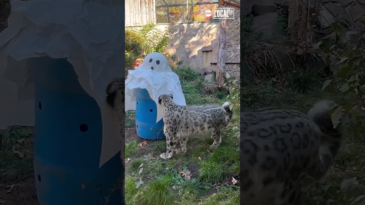 Snow leopard is not a fan of Halloween decor