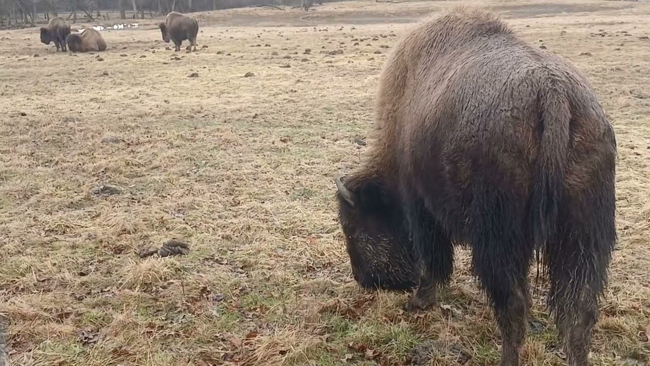 Bison Montage  #oldschoolalaska
