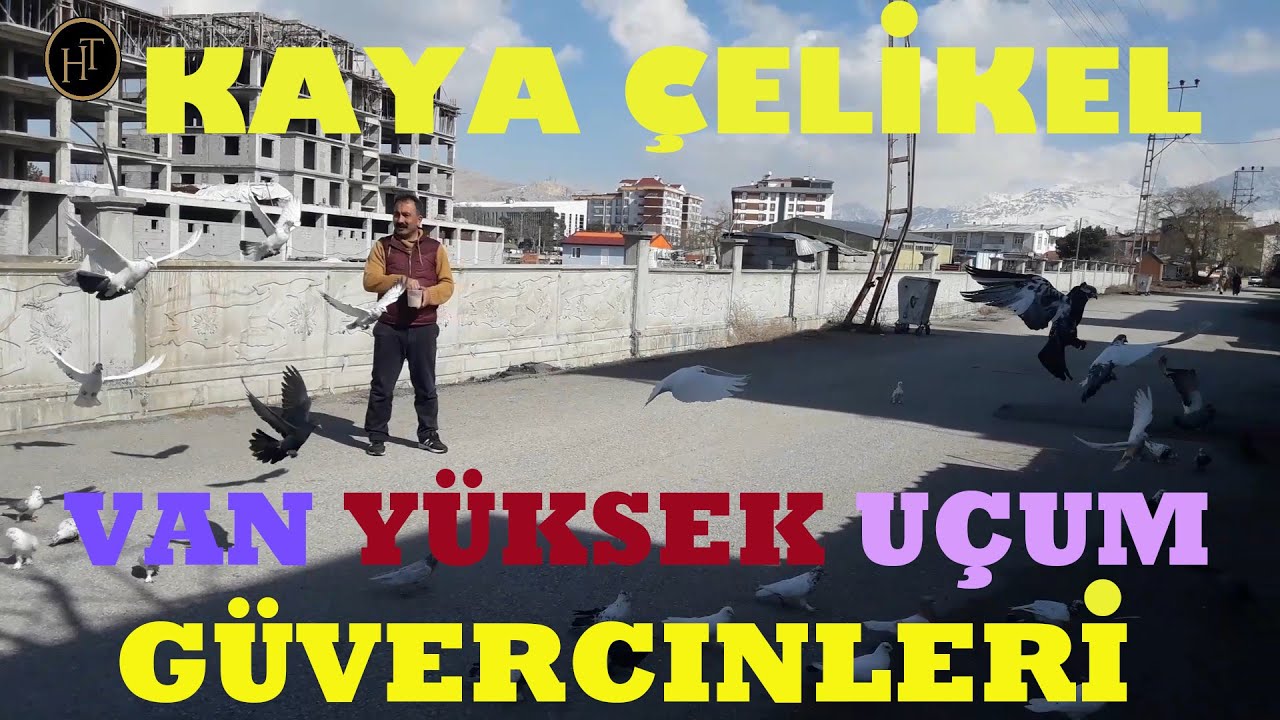 VAN YÜKSEK UÇUM KUŞLARI // KAYA ÇELİKER