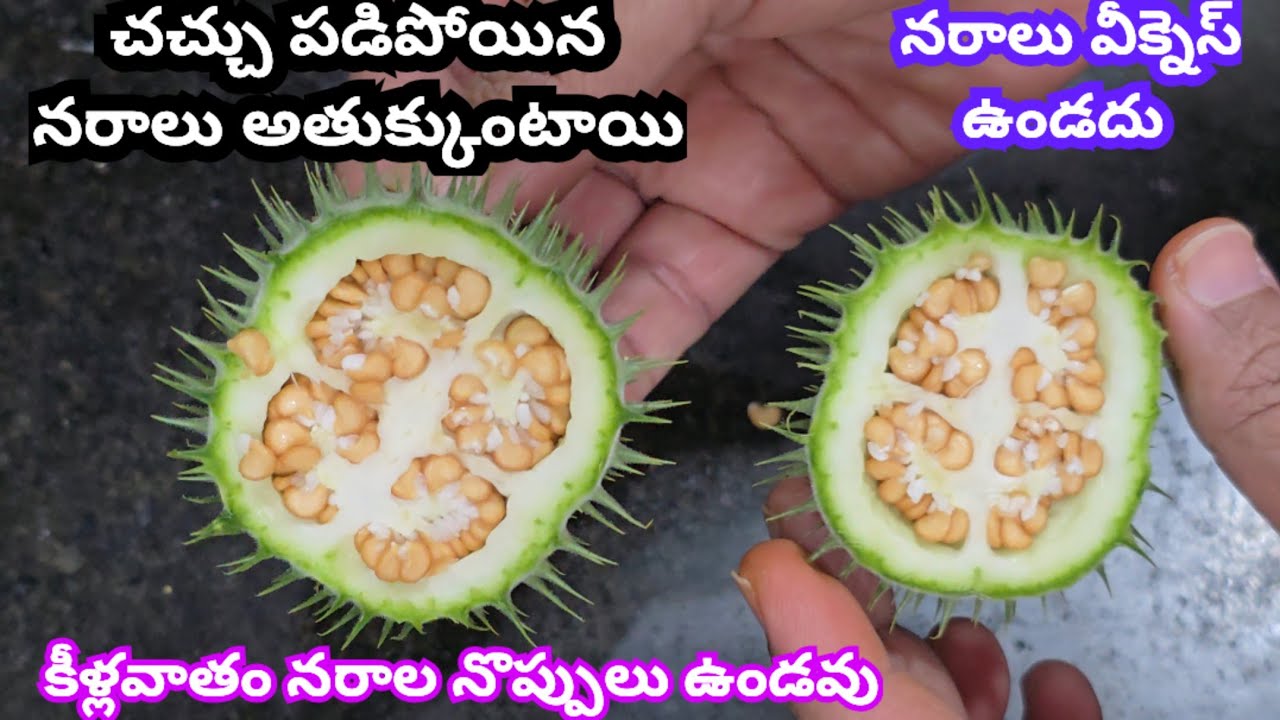 చచ్చు పడిపోయిన నరాలు అతుక్కుంటాయి నరాలు వీక్నెస్ ఉండదు కీళ్లవాతం నరాల నొప్పులు ఉండవు లేచి పరిగెడతారు