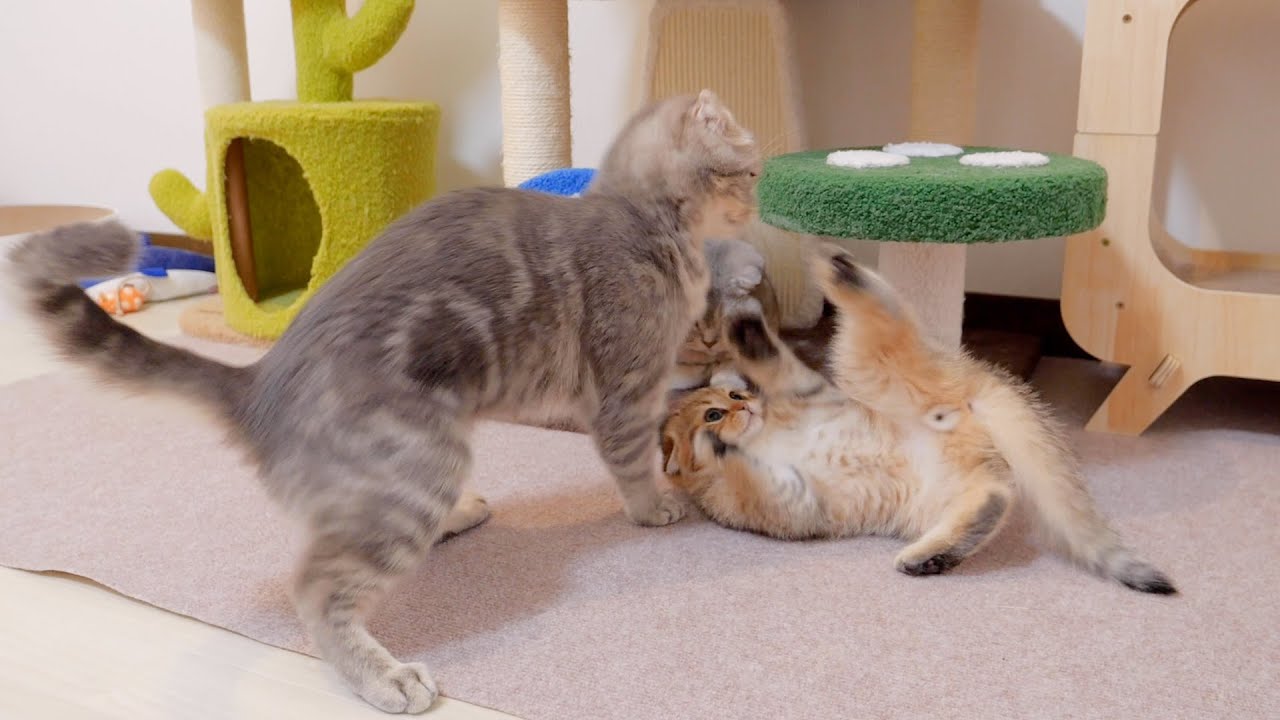 Котенок, который вызывает кошку-мать на бой, но в итоге проигрывает, такой милый!