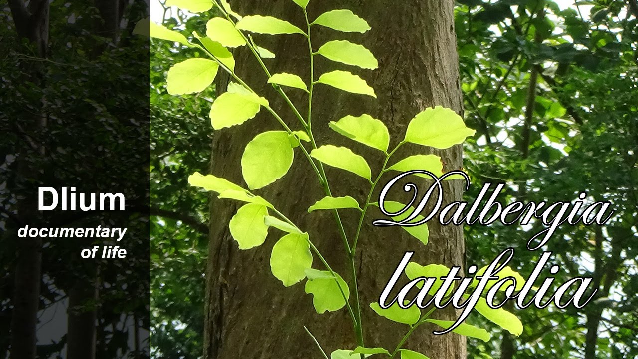 Indian rosewood (Dalbergia latifolia) - part 1