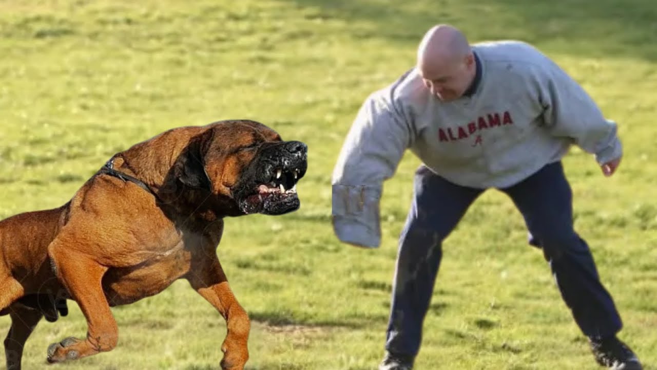 10 Dog Breeds Most Likely To Bite
