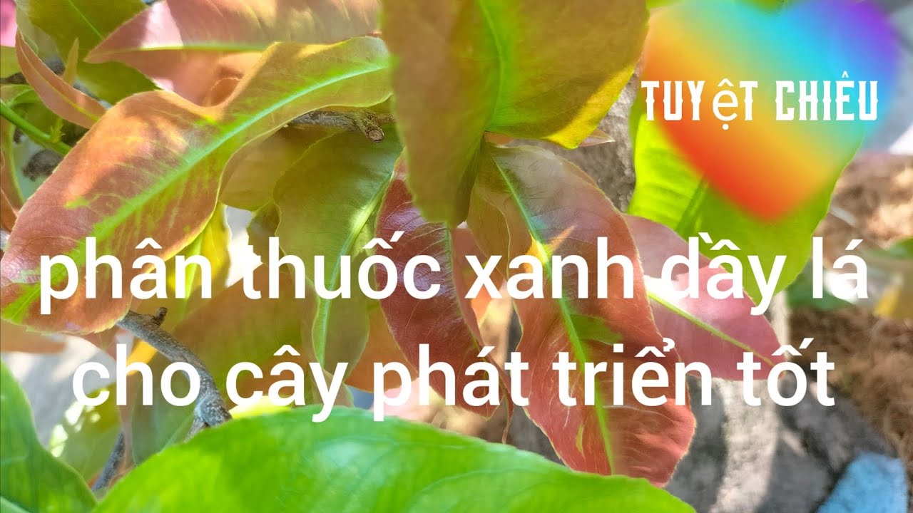 Phân thuốc xanh dầy lá cho cây phát triển tốt 
