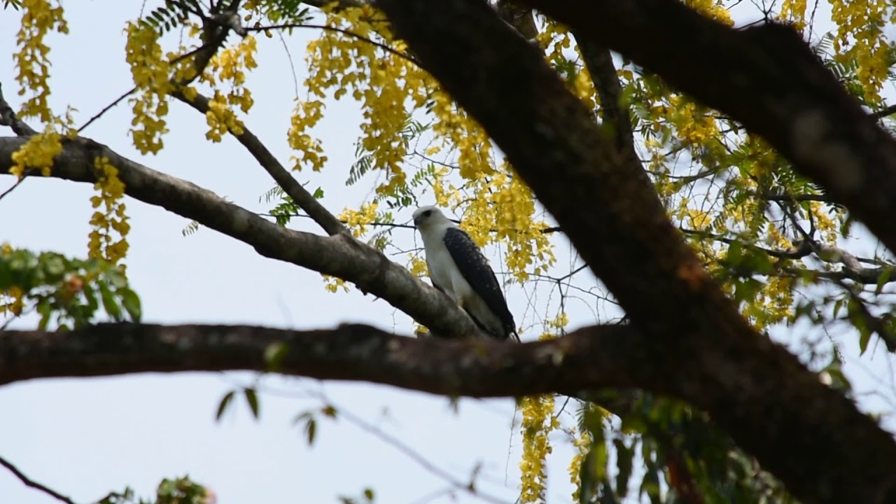 GAVI&Atilde;O BRANCO (Pseudastur albicollis)