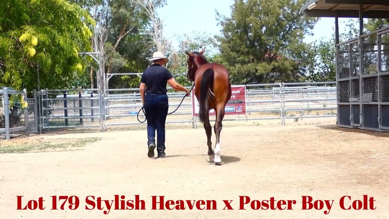 Lot 179 Stylish Heaven x Poster Boy Colt APG Melb 2026