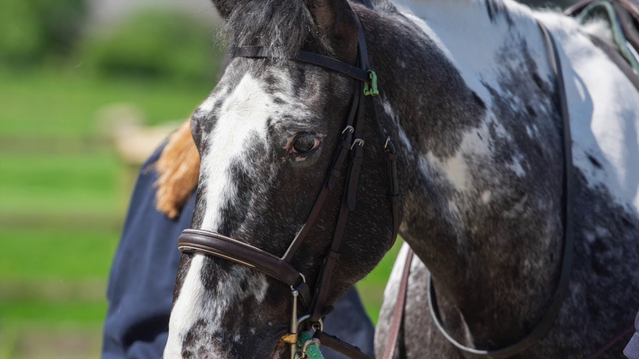 Equine Department