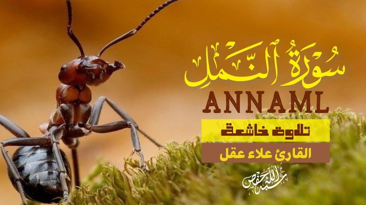 تلاوة خاشعة سورة النمل بصوت خاشع يريح القلب علاء عقل ANNAMLBY ALAA AQEL