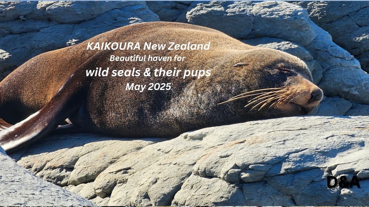 How beautiful the Kaikoura Seal Colony