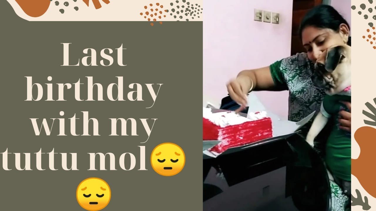 pug birthday||pug birthday celebration||pug birthday cake||pug birthday party||  #shorts