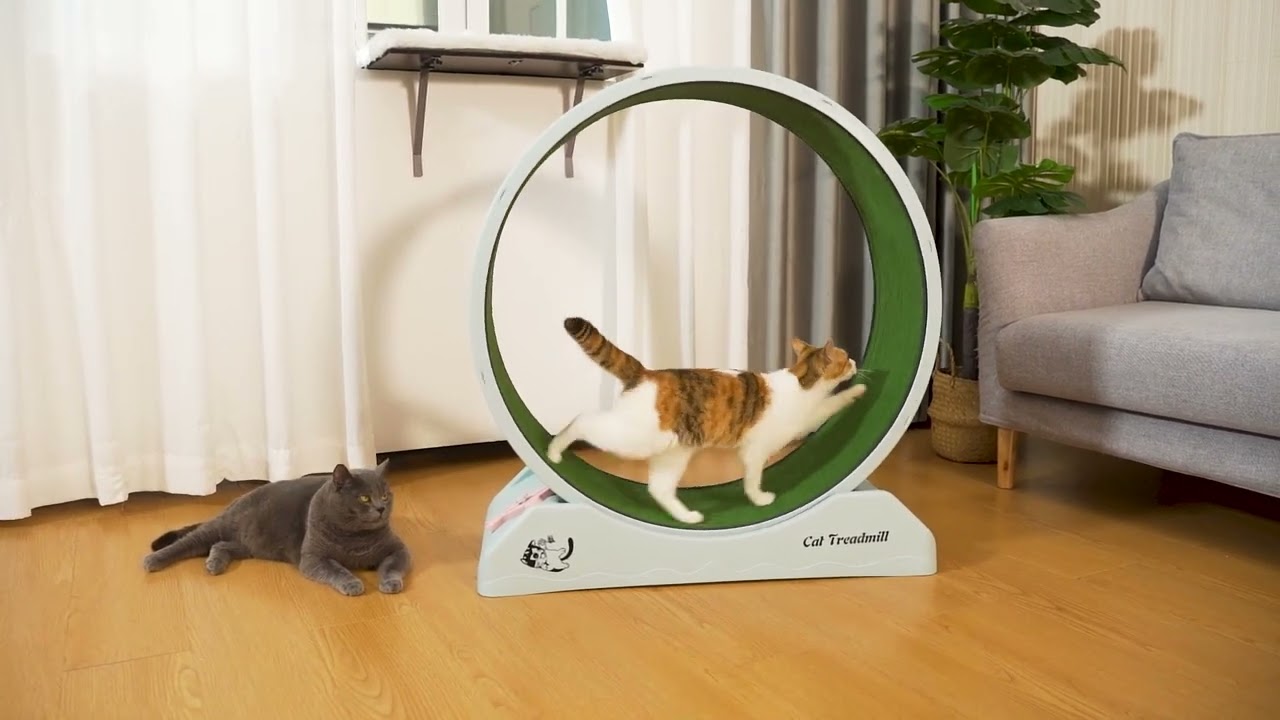 31.5&Prime;L Cat Exercise Wheel, Indoor Cat Treadmill With Locking Mechanism, For Small Animals