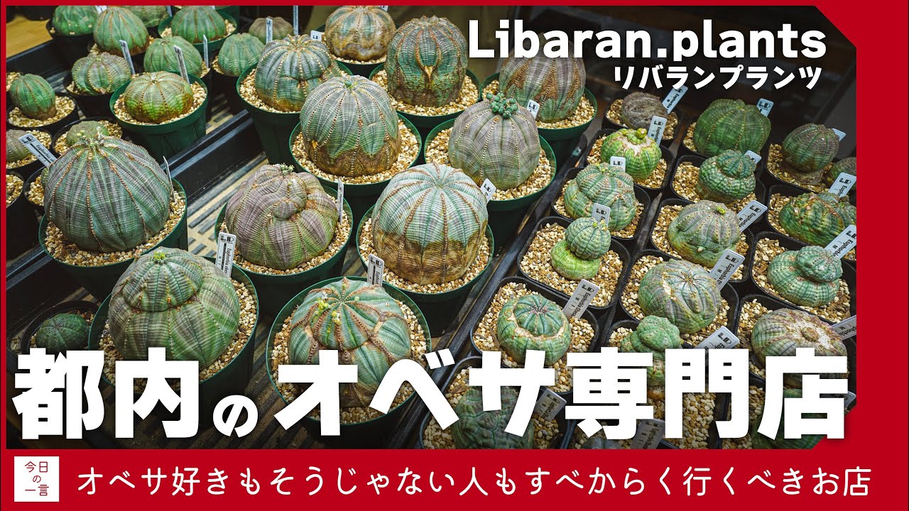 都内のオベサ専門店「リバランプランツLibaran.plants」にあった丸々なオベサ達が可愛すぎたので紹介したい【アガベ・塊根・多肉】