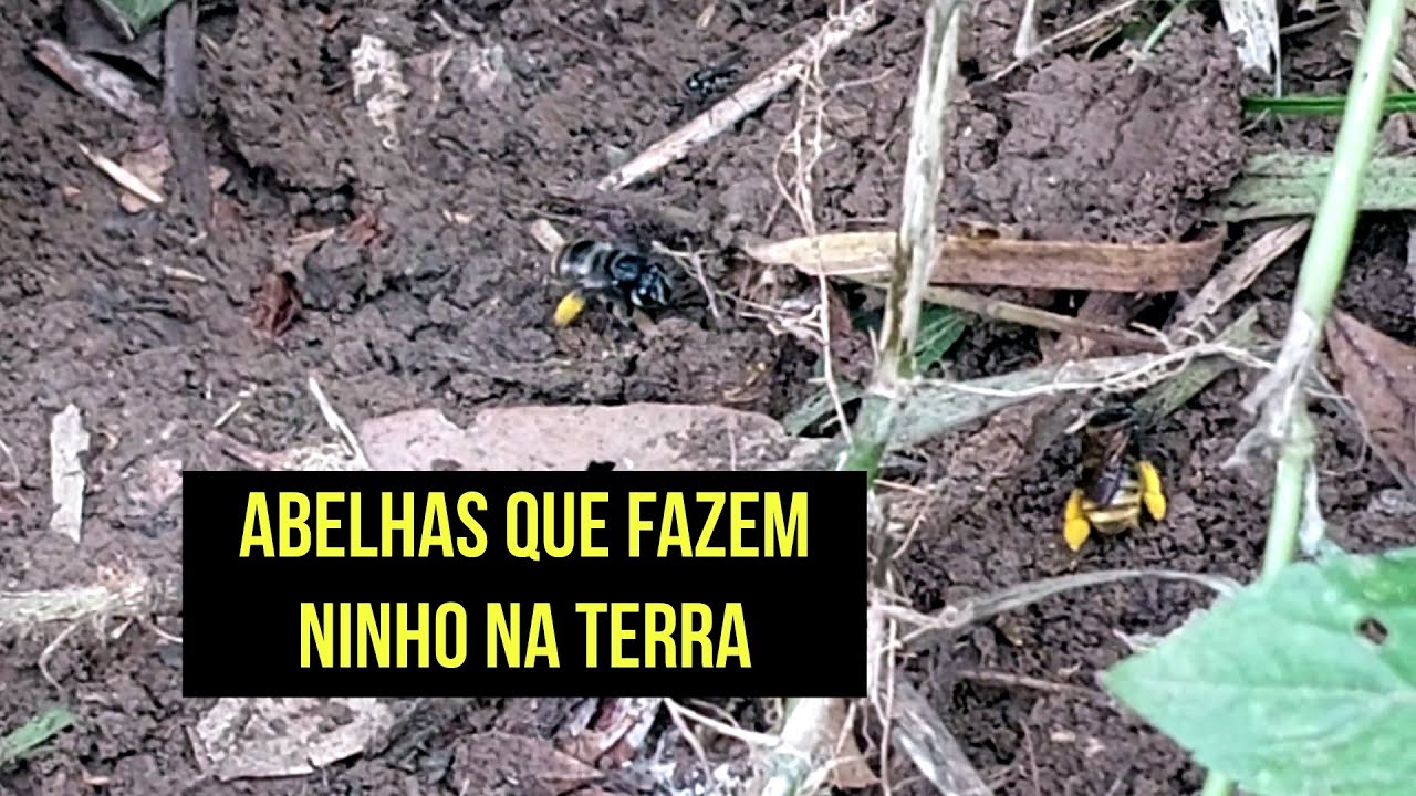 Abelhas que fazem ninho na terra