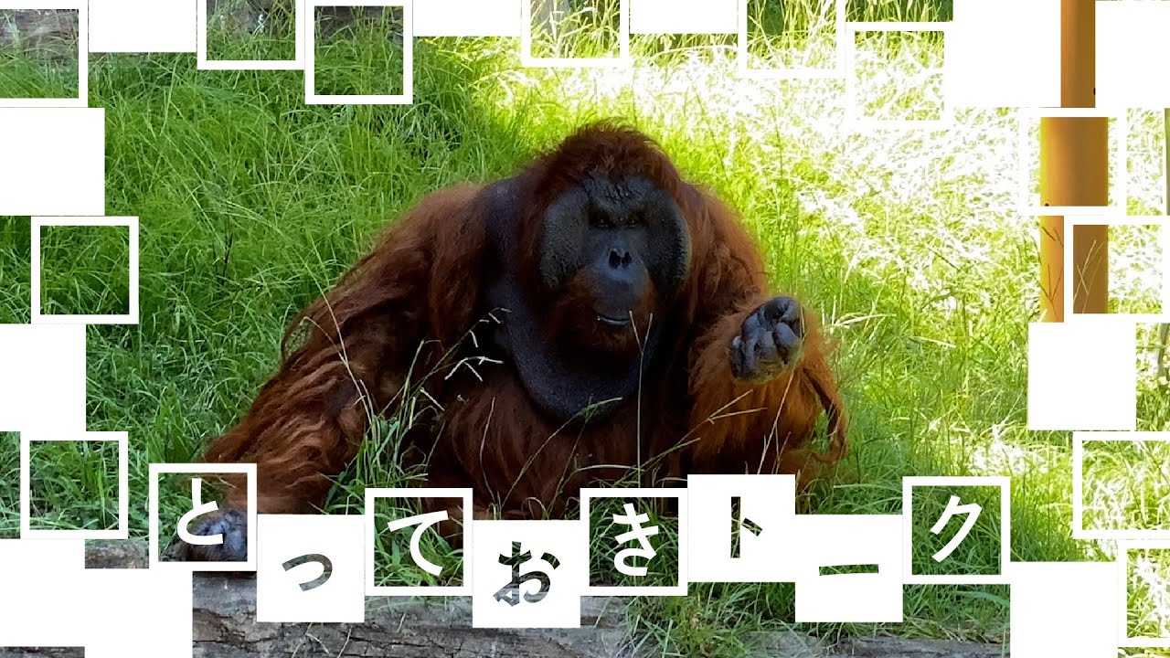 とっておきトーク：多摩のボルネオオランウータン