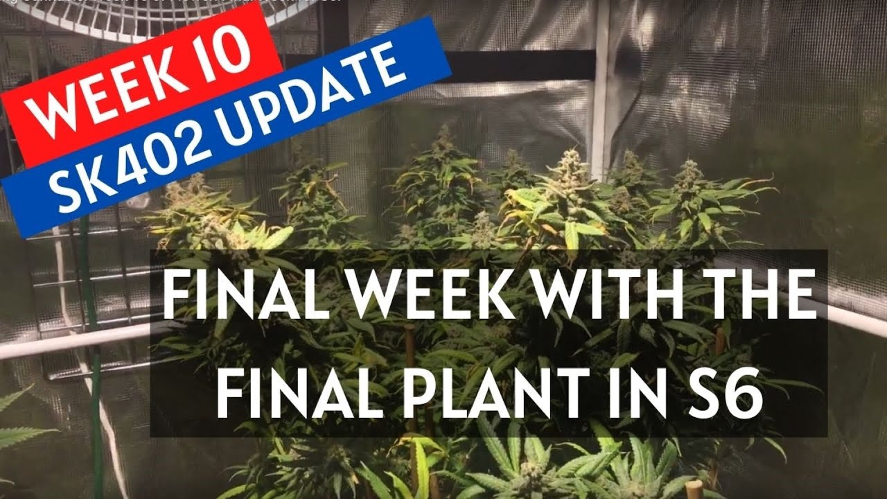 Growing Cannabis: Week 10 of Flower: Final Week for S6!